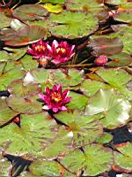 Nympheas - William Falconer (02) (Photo F. Mrugala)